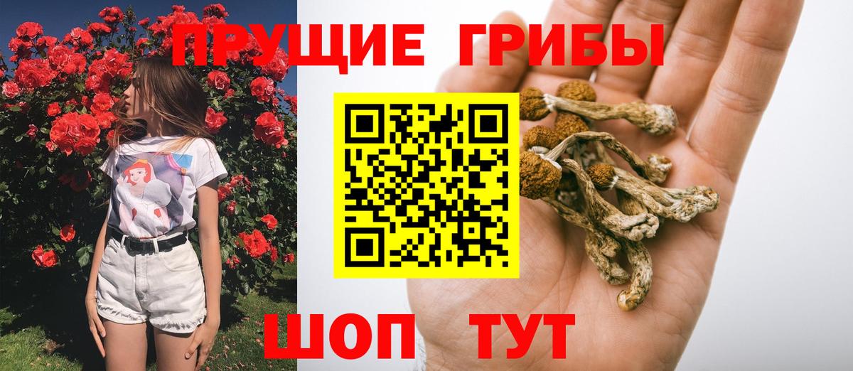 Кинель  Псилоцибиновые грибы Psilocybine cubensis  Псилоцибиновые грибы Psilocybe  Вход с VPN 
